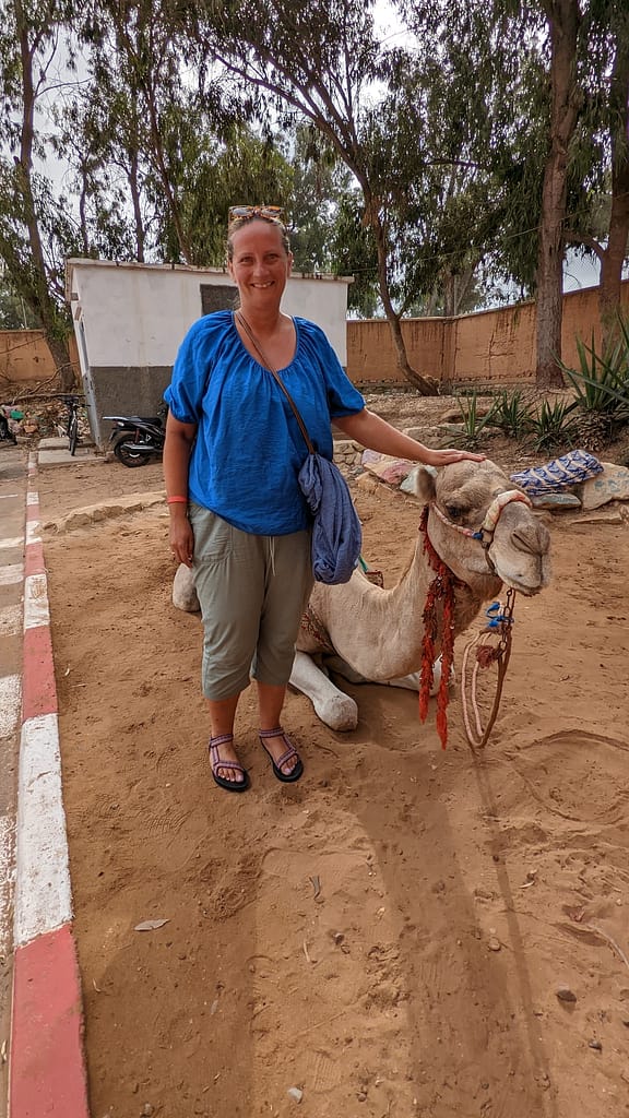 wielbłąd u wejścia do mediny w Agadir