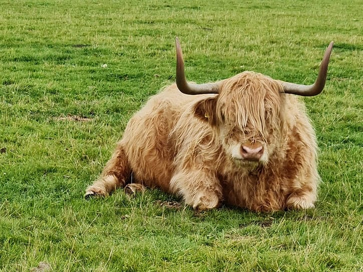 Szkocka krowa w Culloden Moor 