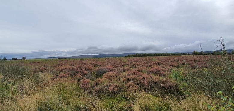 Culloden Moor 
