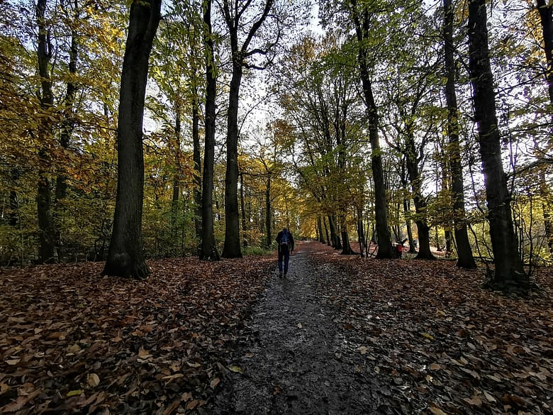 Czy odwiedziłeś już las tej jesieni?